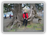 In de boom (Chili)